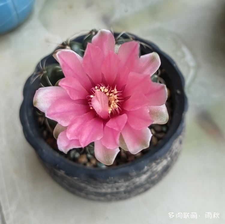广东东莞天台上的多肉