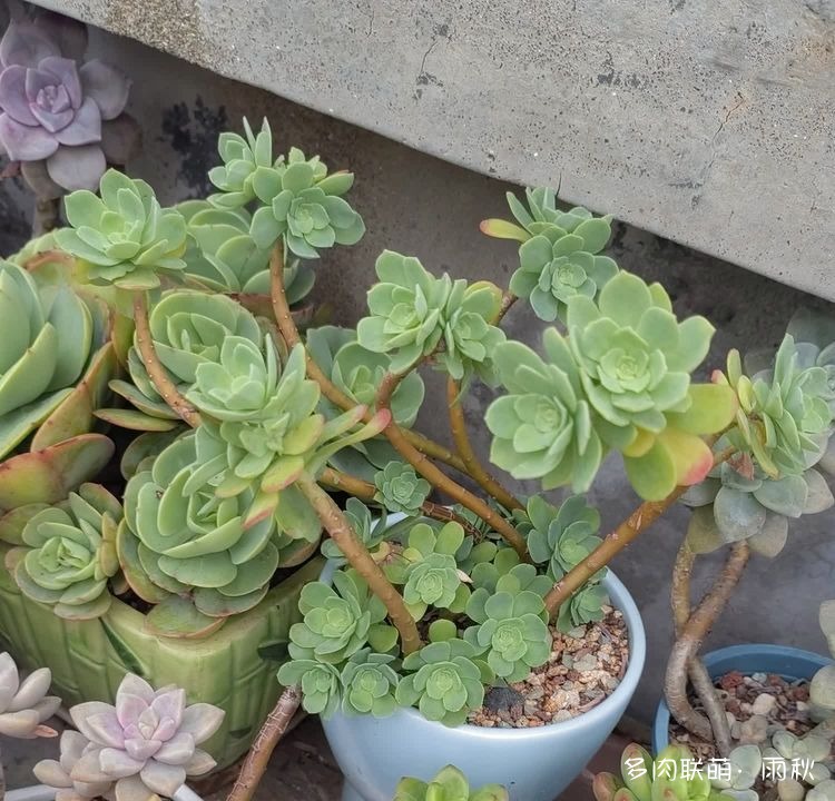 广东东莞天台上的多肉