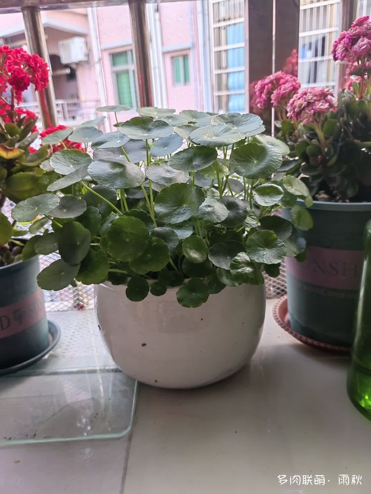 广东东莞天台上的多肉