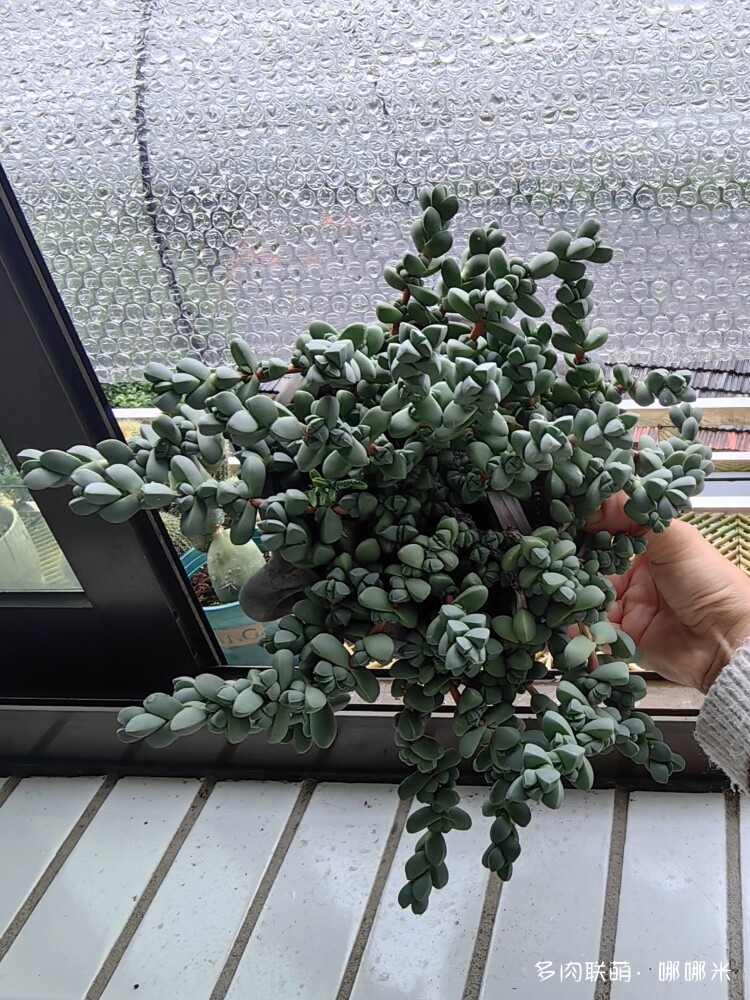 鹿角海棠成长记