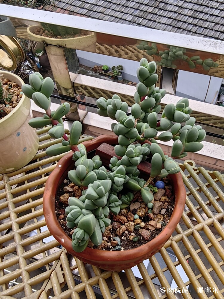 鹿角海棠成长记