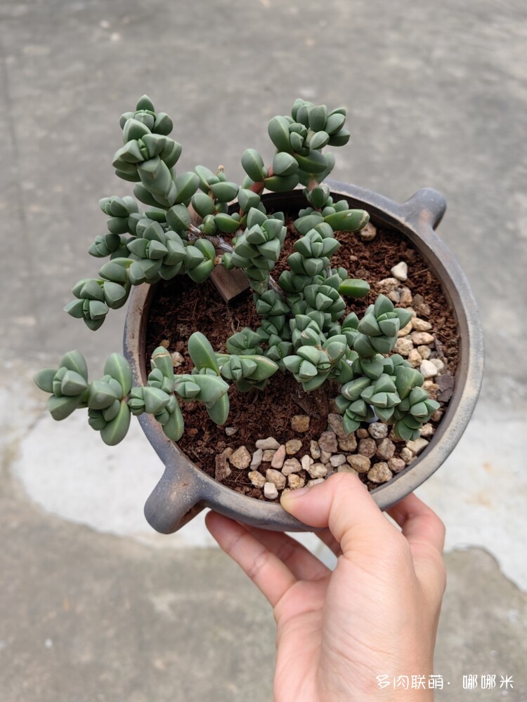 鹿角海棠成长记