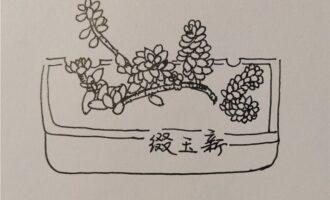 用第三语言讲述我的多肉