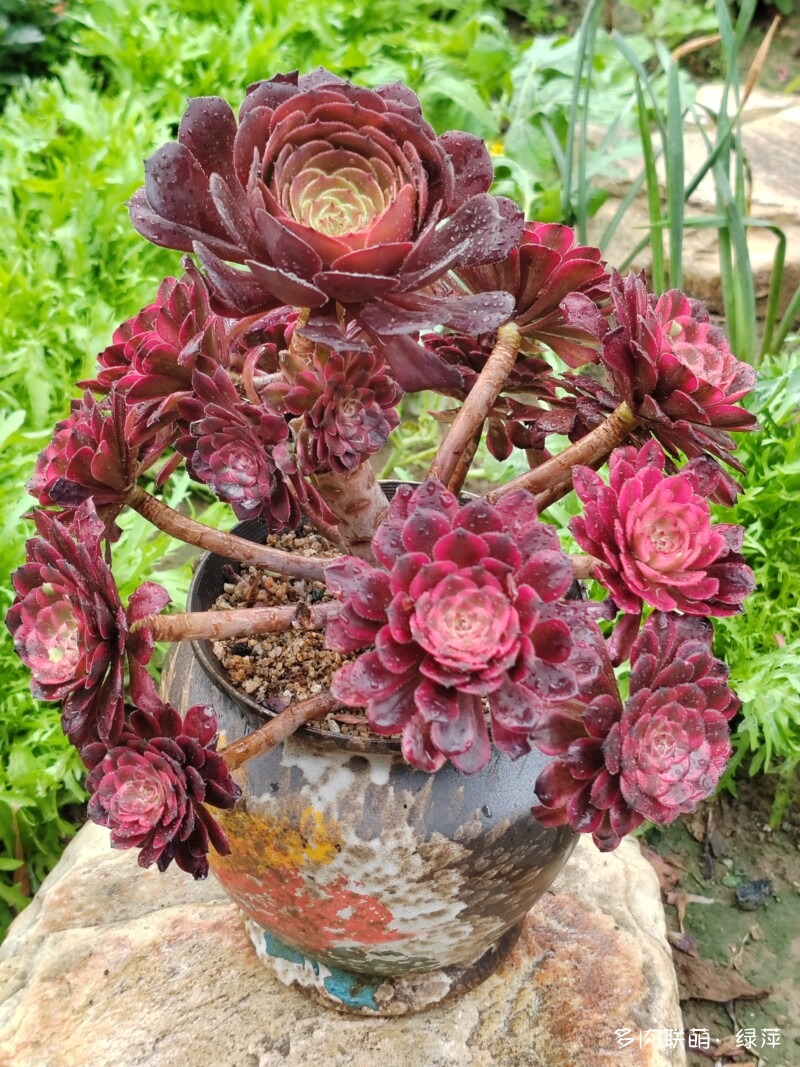 五月各种花儿开，闻花香，赏多肉