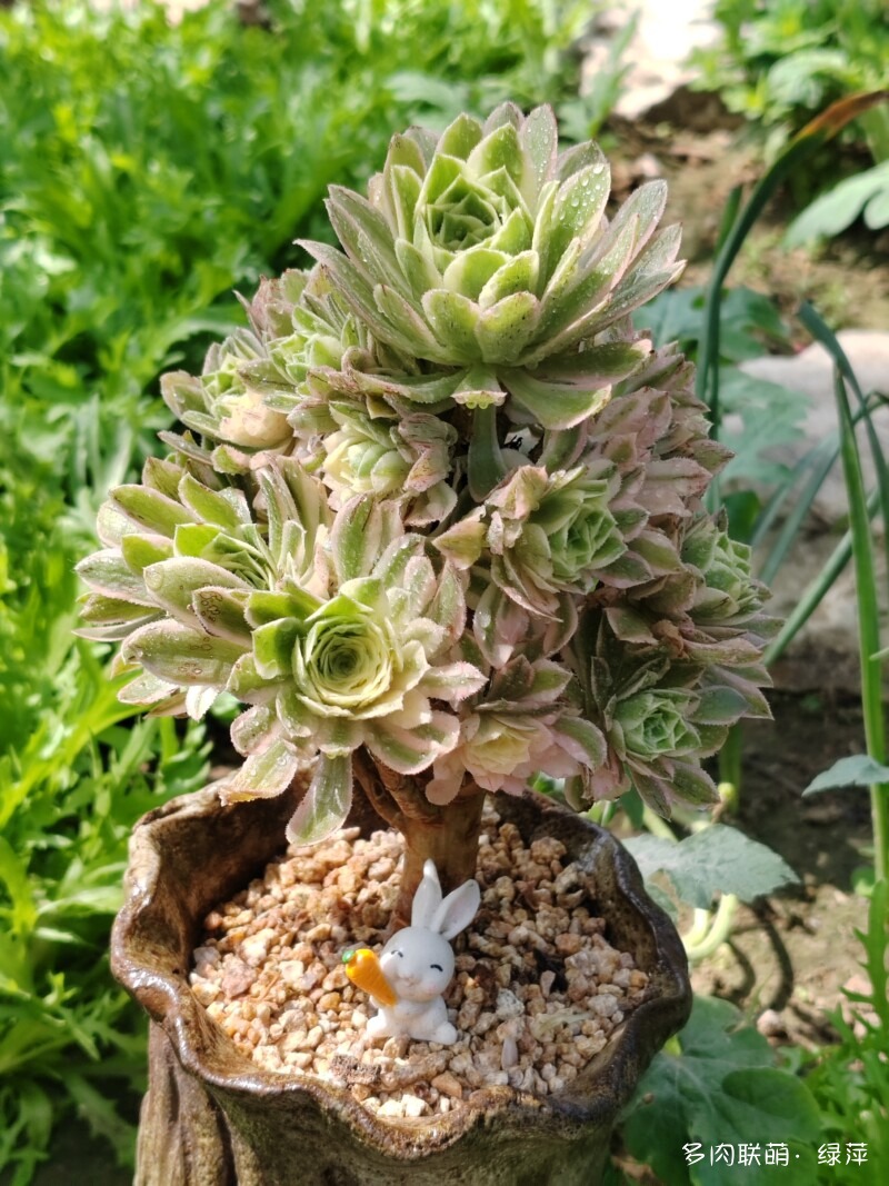 五月各种花儿开，闻花香，赏多肉