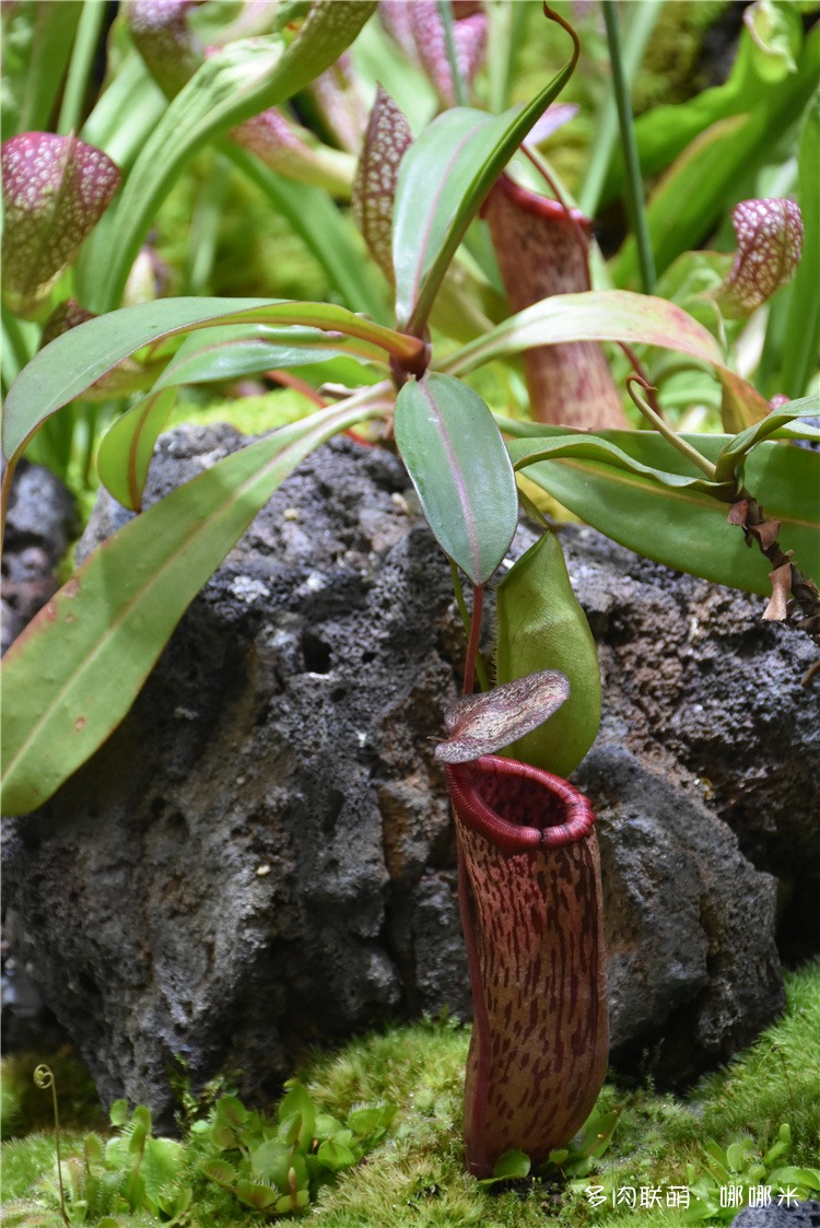 食虫草