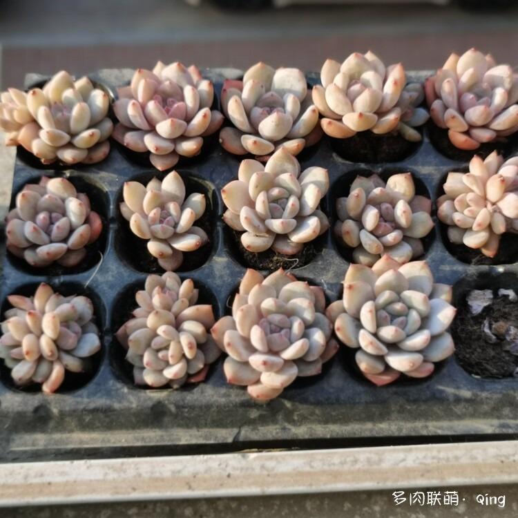 橙梦露