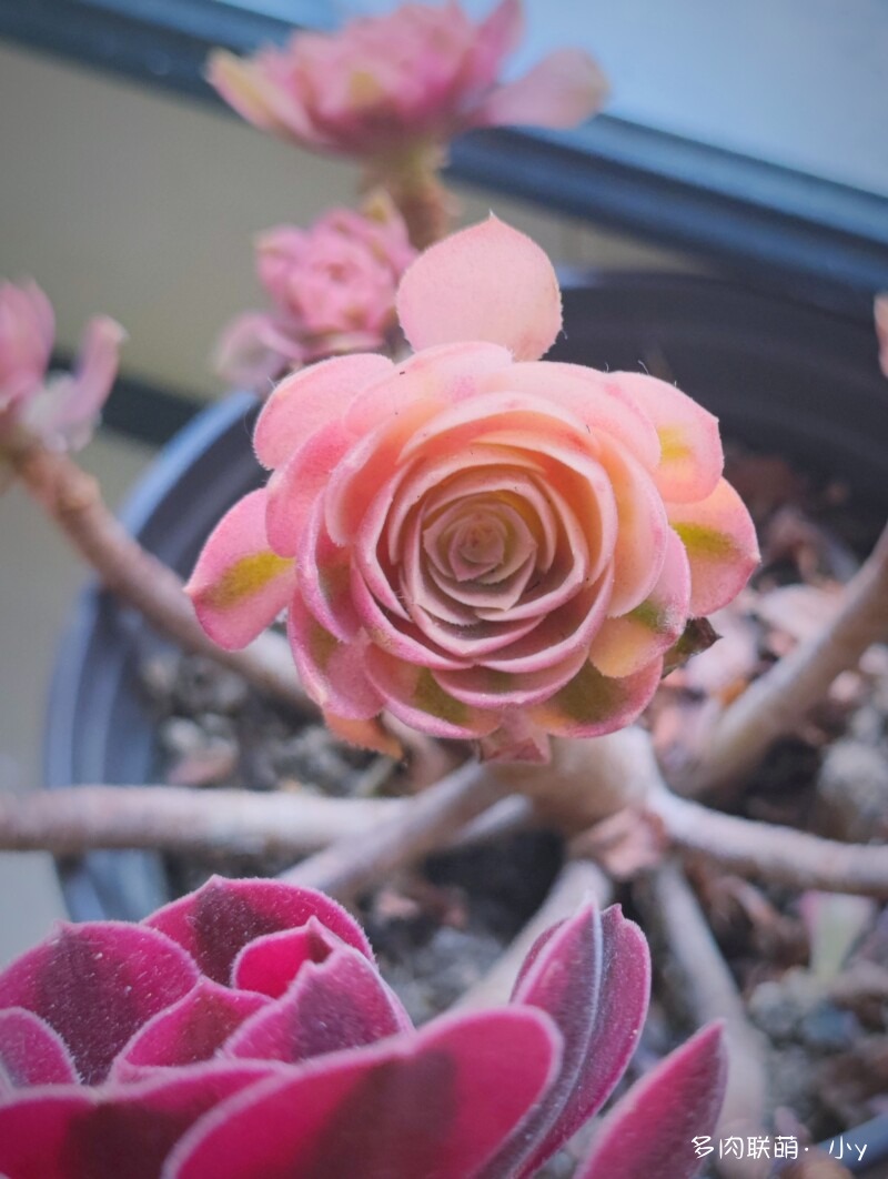 万白的细节
