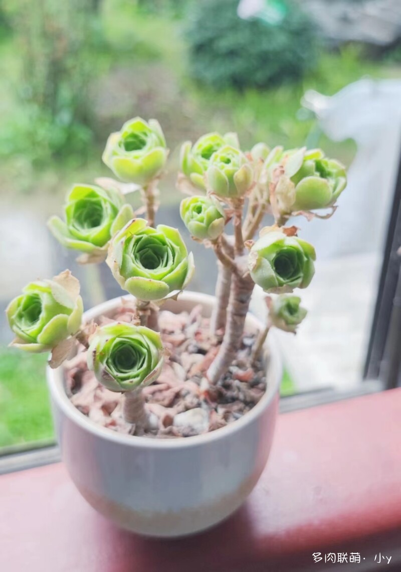 绿羊绒