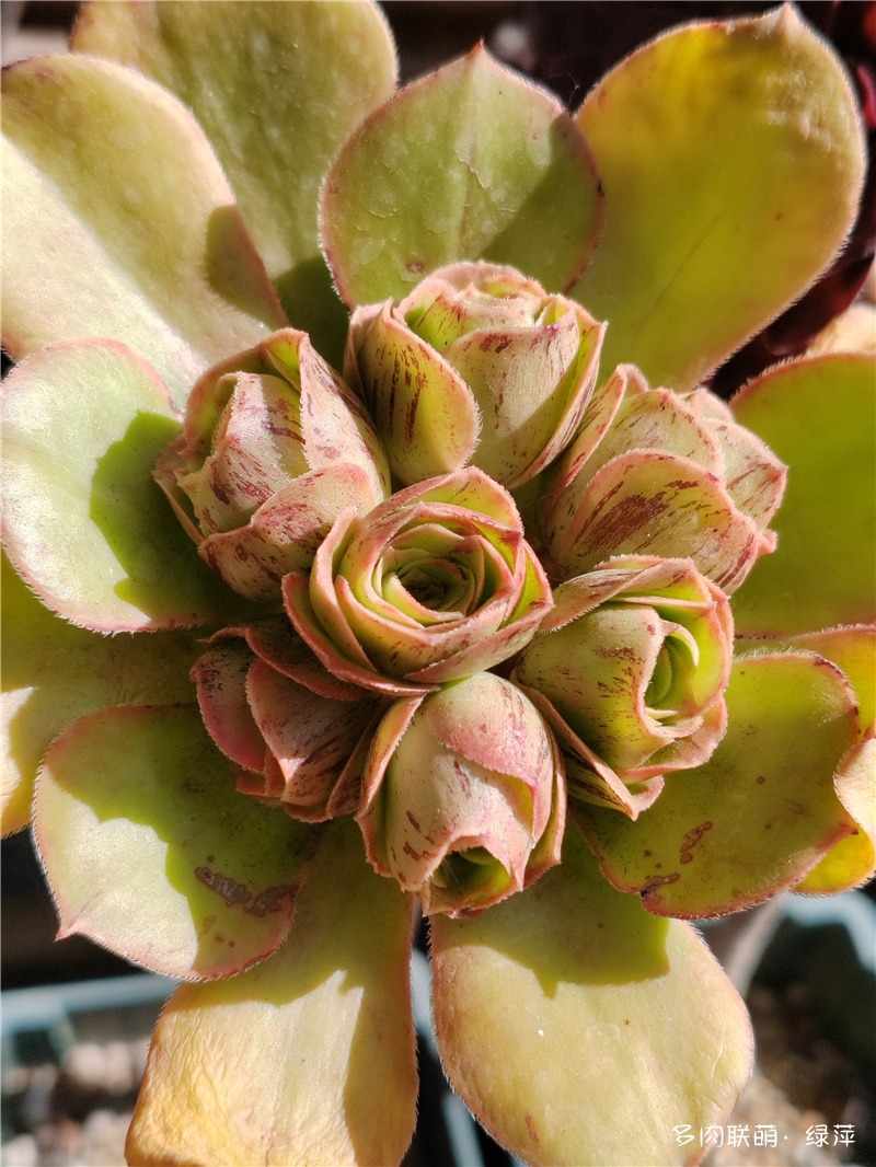 摘芯的法师