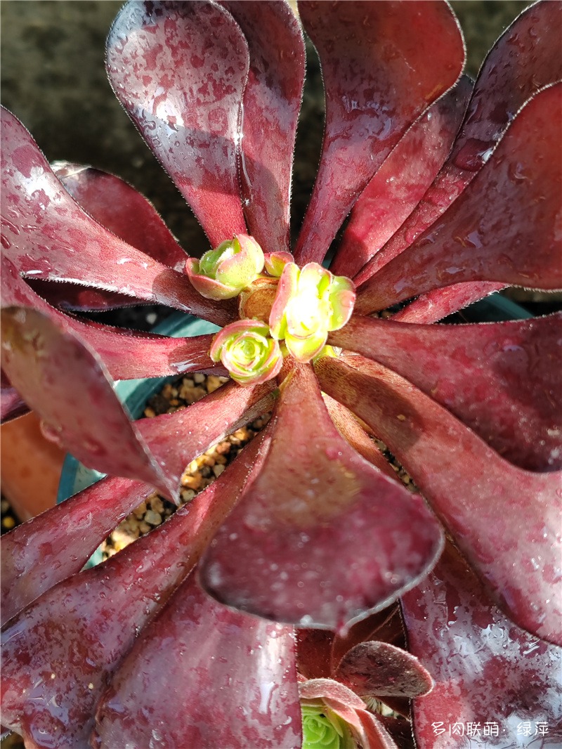 摘芯的法师
