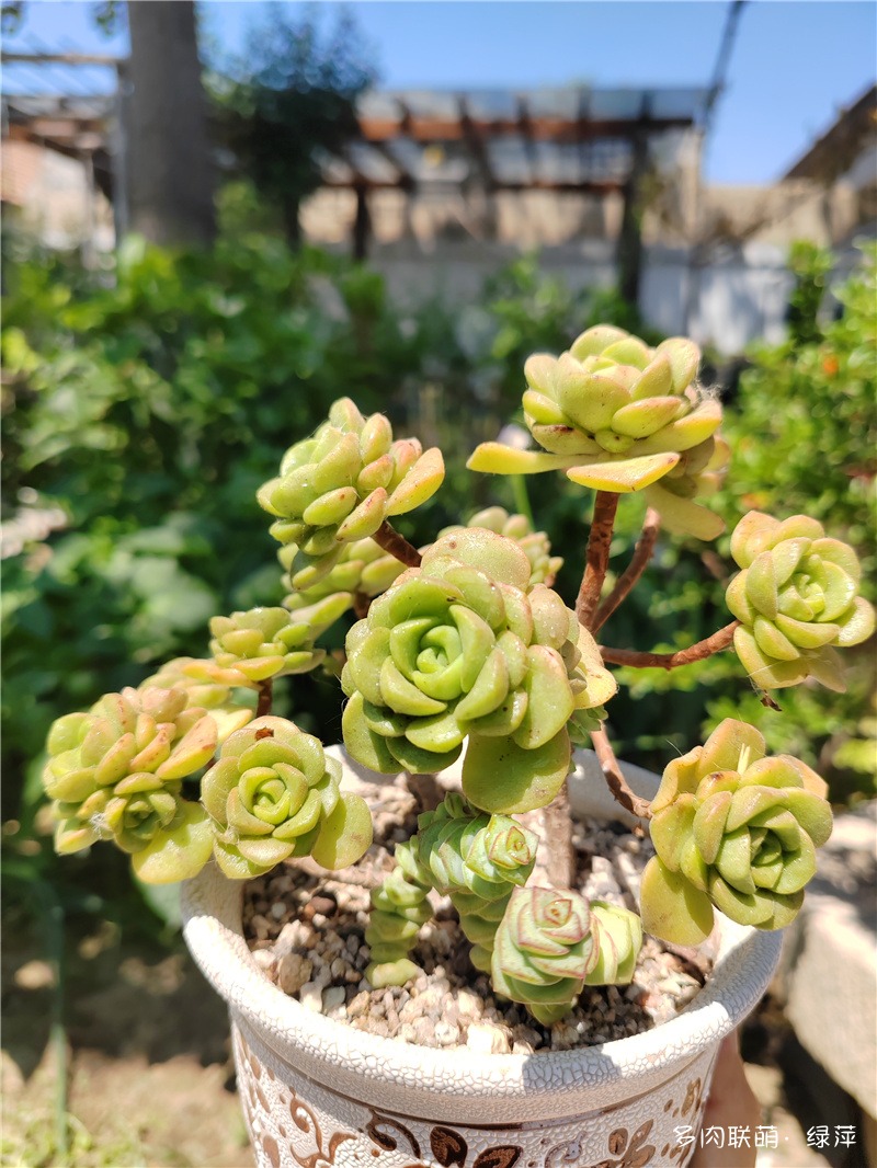 百合莉莉