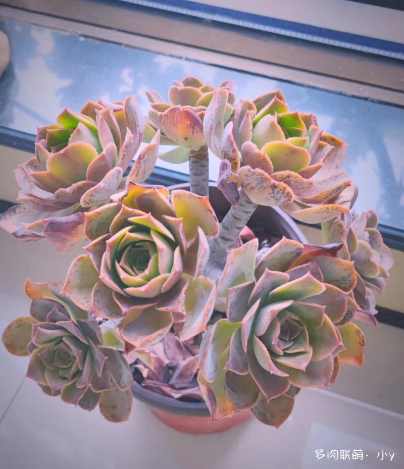 仙桃