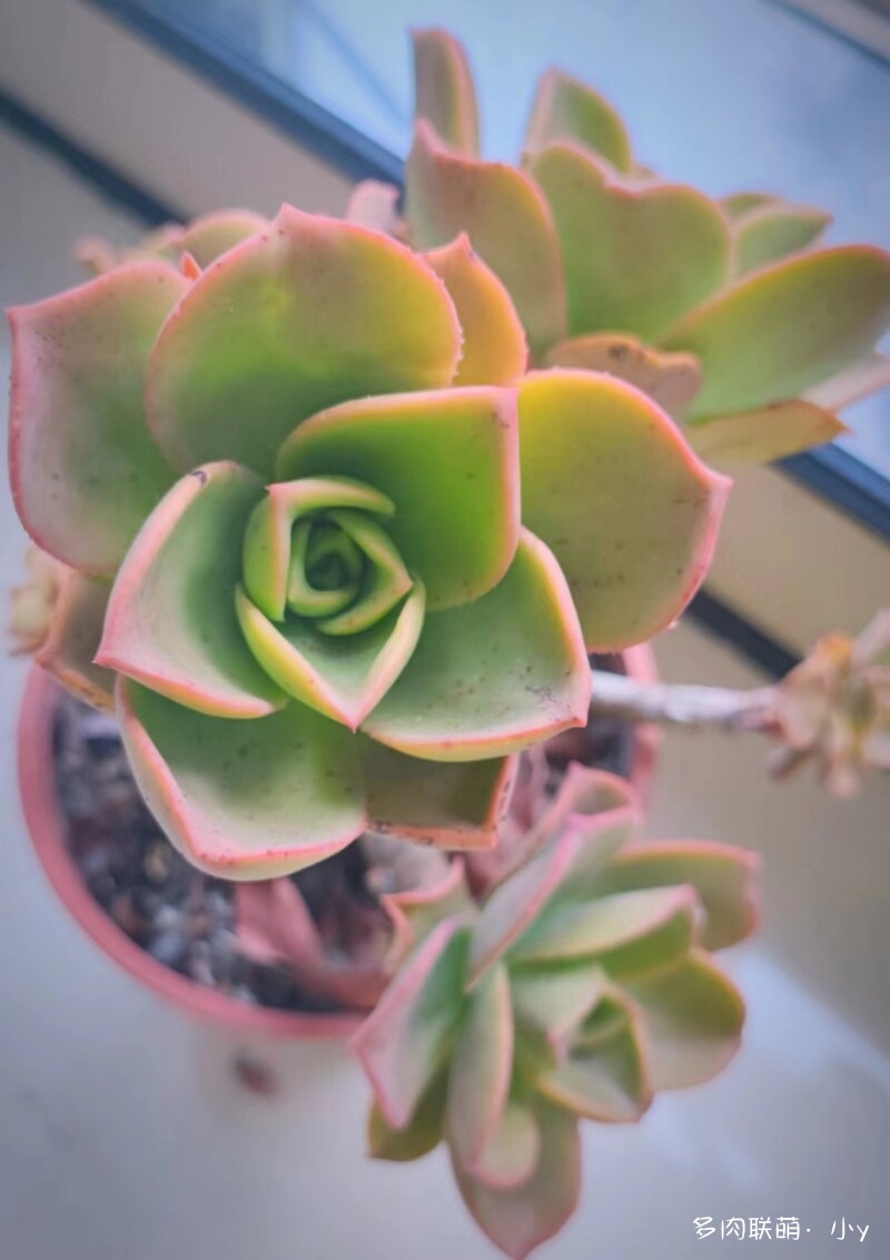 镜狮子