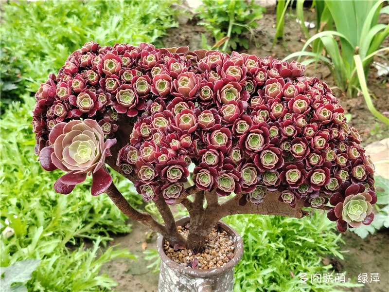 欧紫朵朵缀