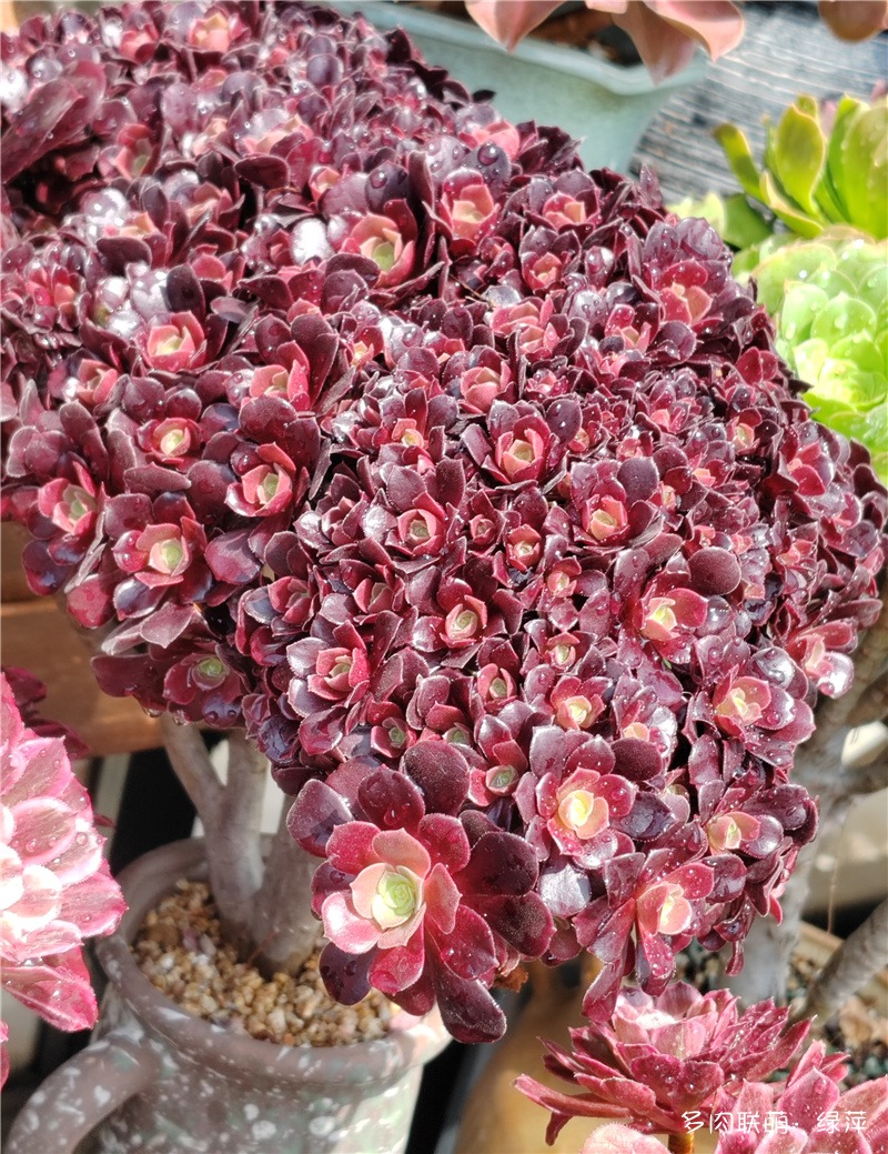 欧紫朵朵缀