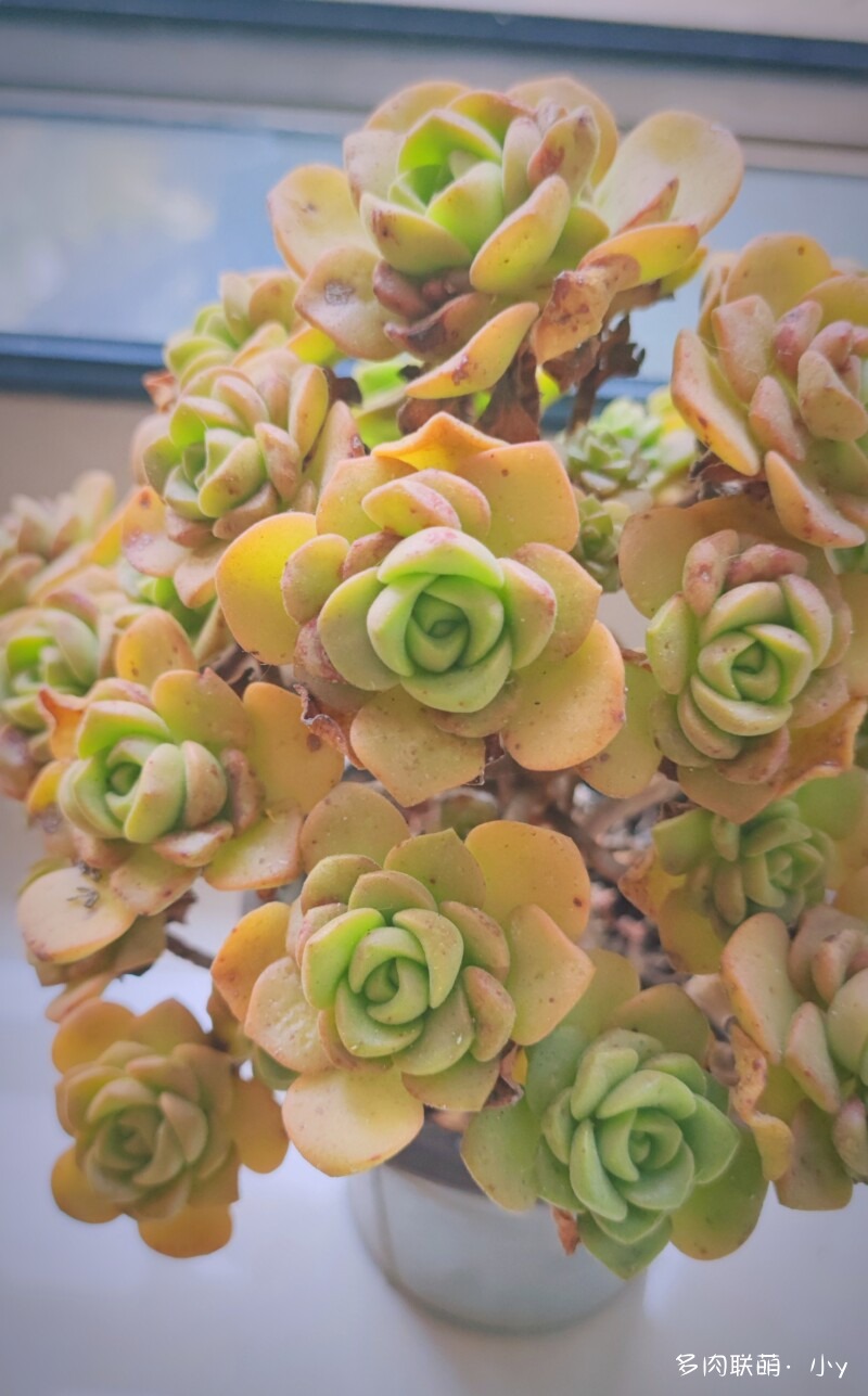 百合丽丽