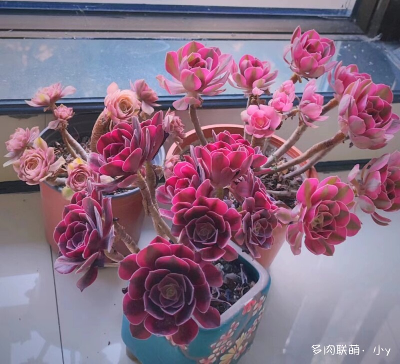 美杜莎，粉女巫，万圣节超白
