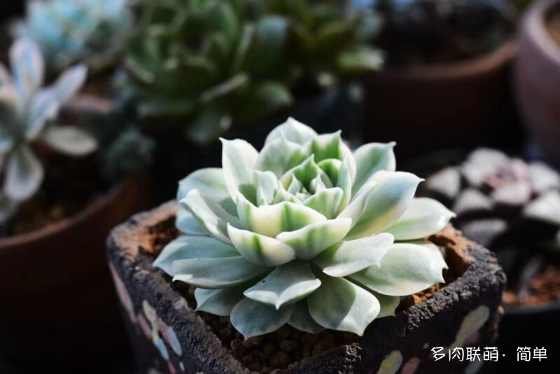 东云系