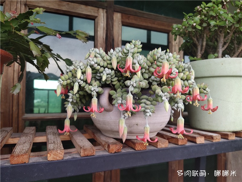 达摩福娘