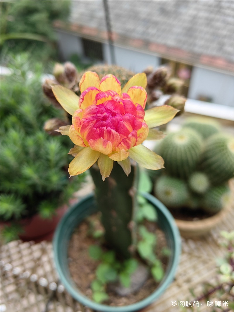 黄金荷花