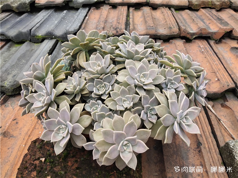 胧月