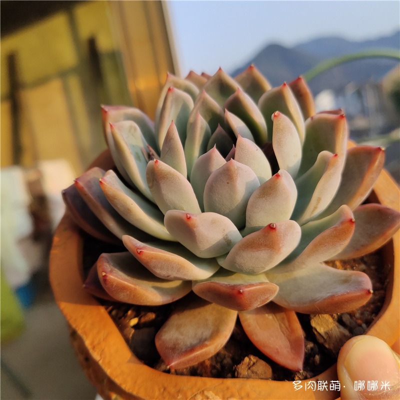西施