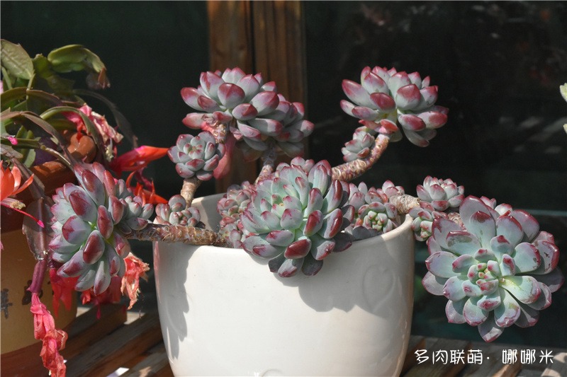 蓝苹果拼盆