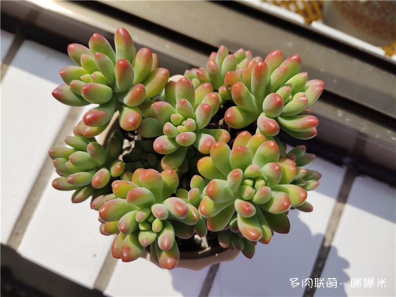 春萌