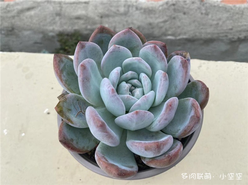 橙梦露
