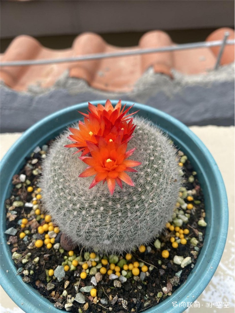 白雪光
