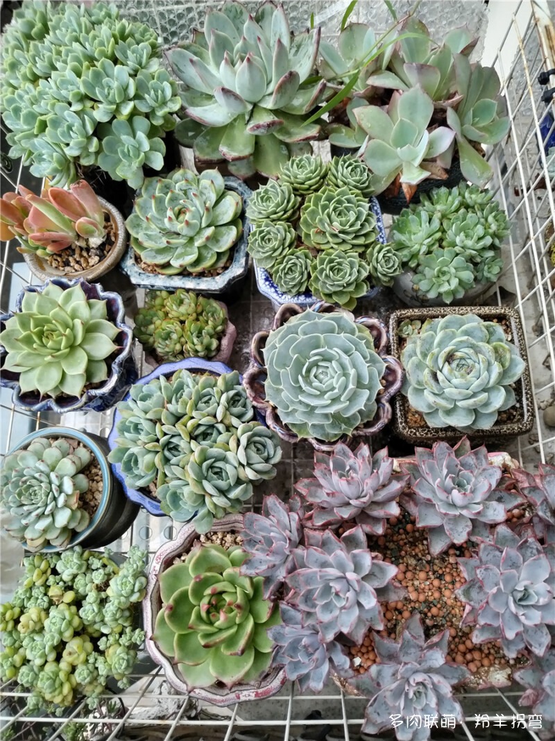 梅雨季的多肉