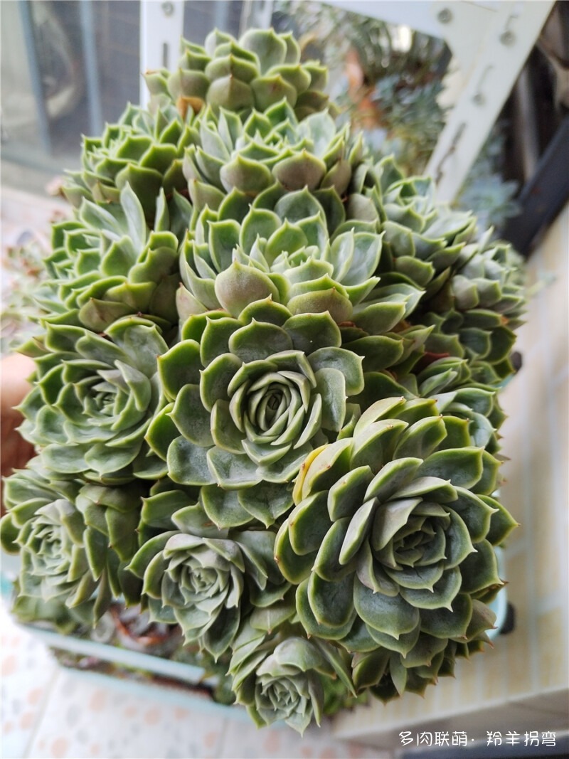昂斯诺