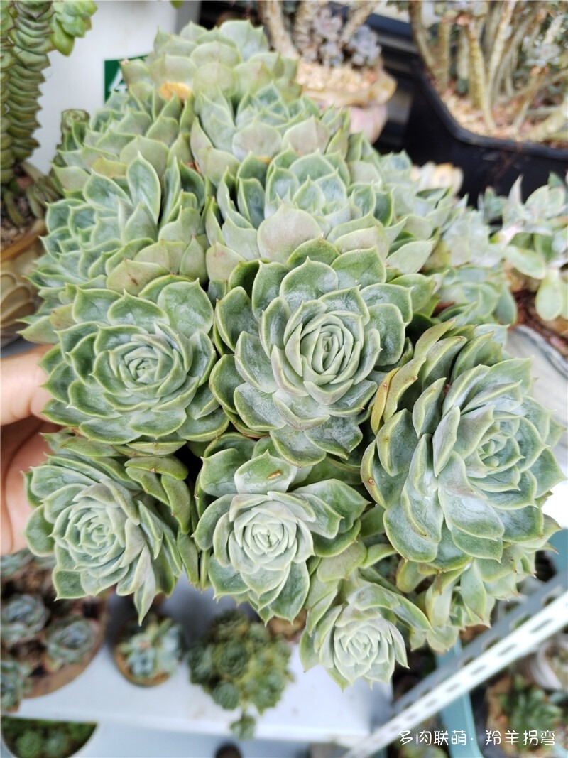 昂斯诺