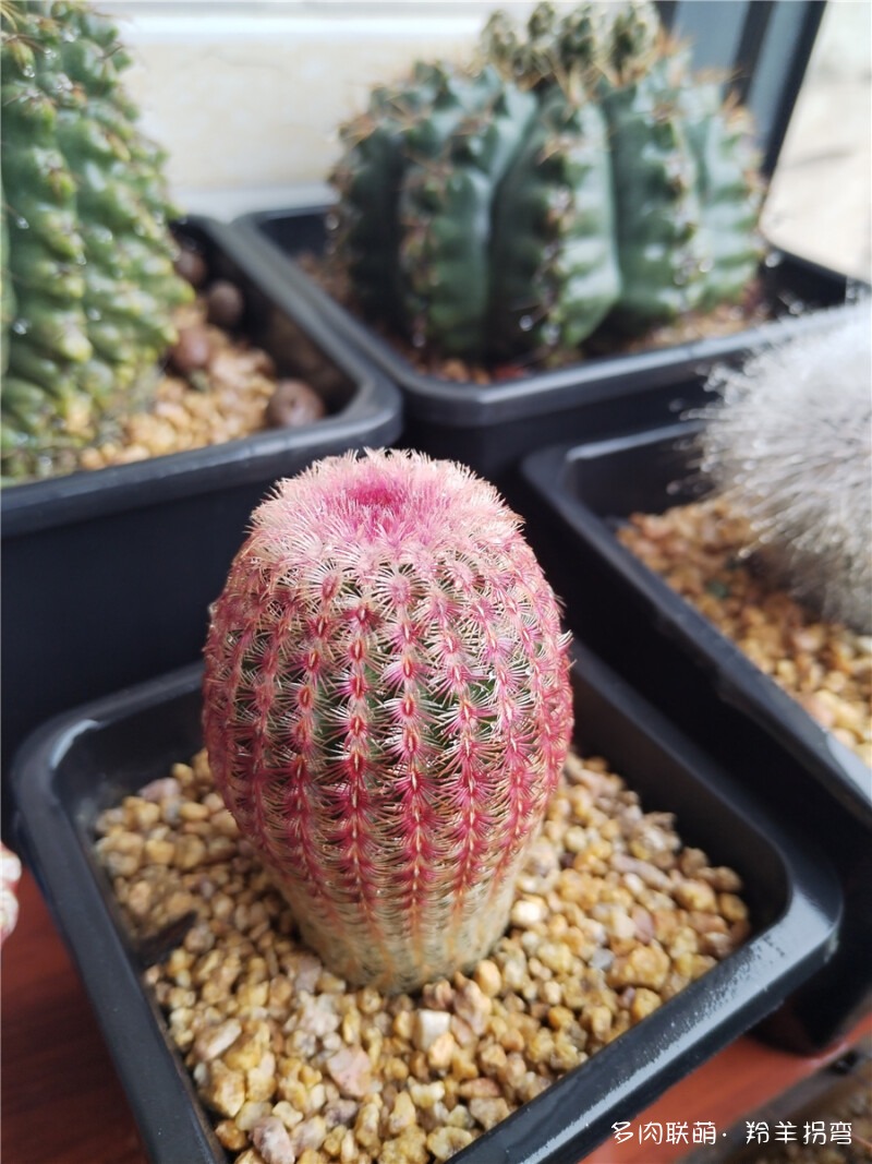 红太阳