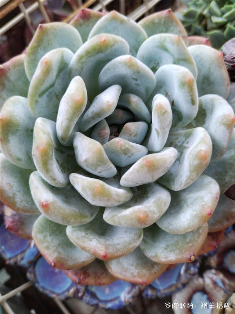 橙子