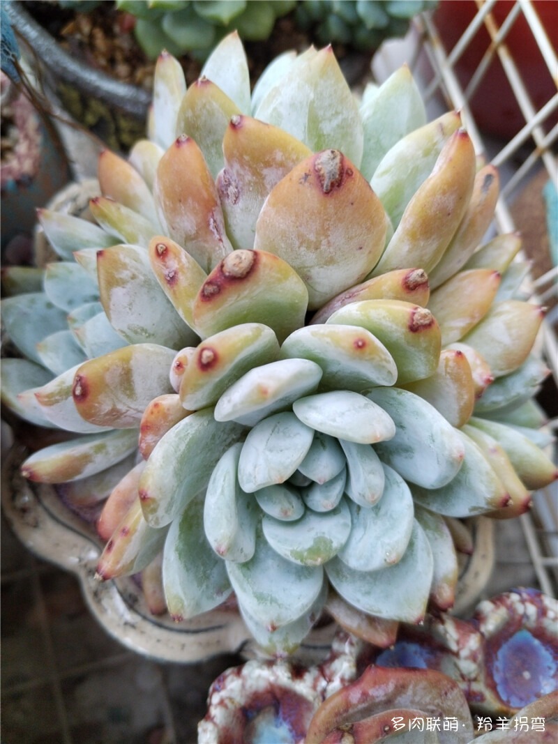 橙子