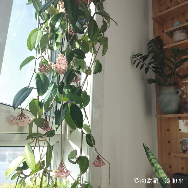 没事晒晒多肉