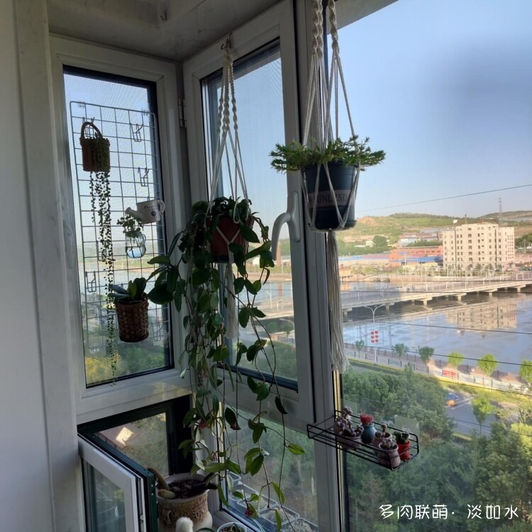 没事晒晒多肉