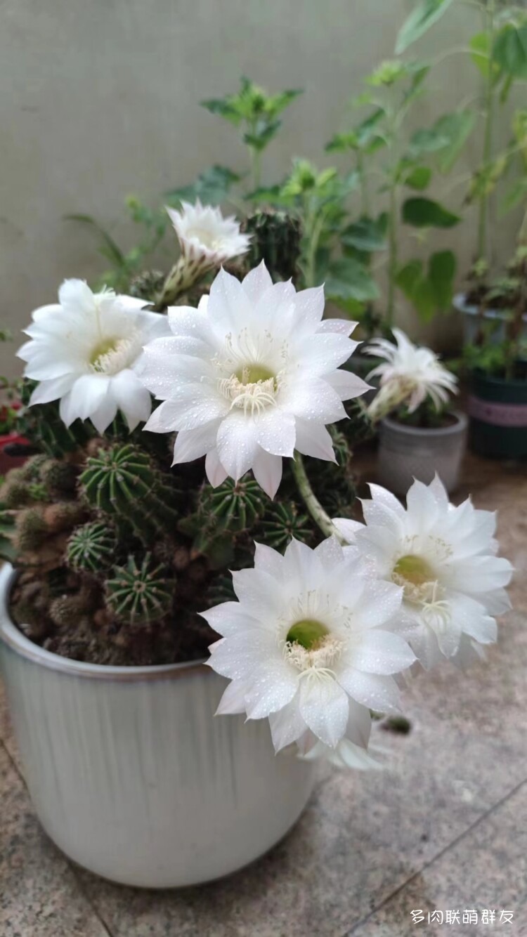 看仙人球开花