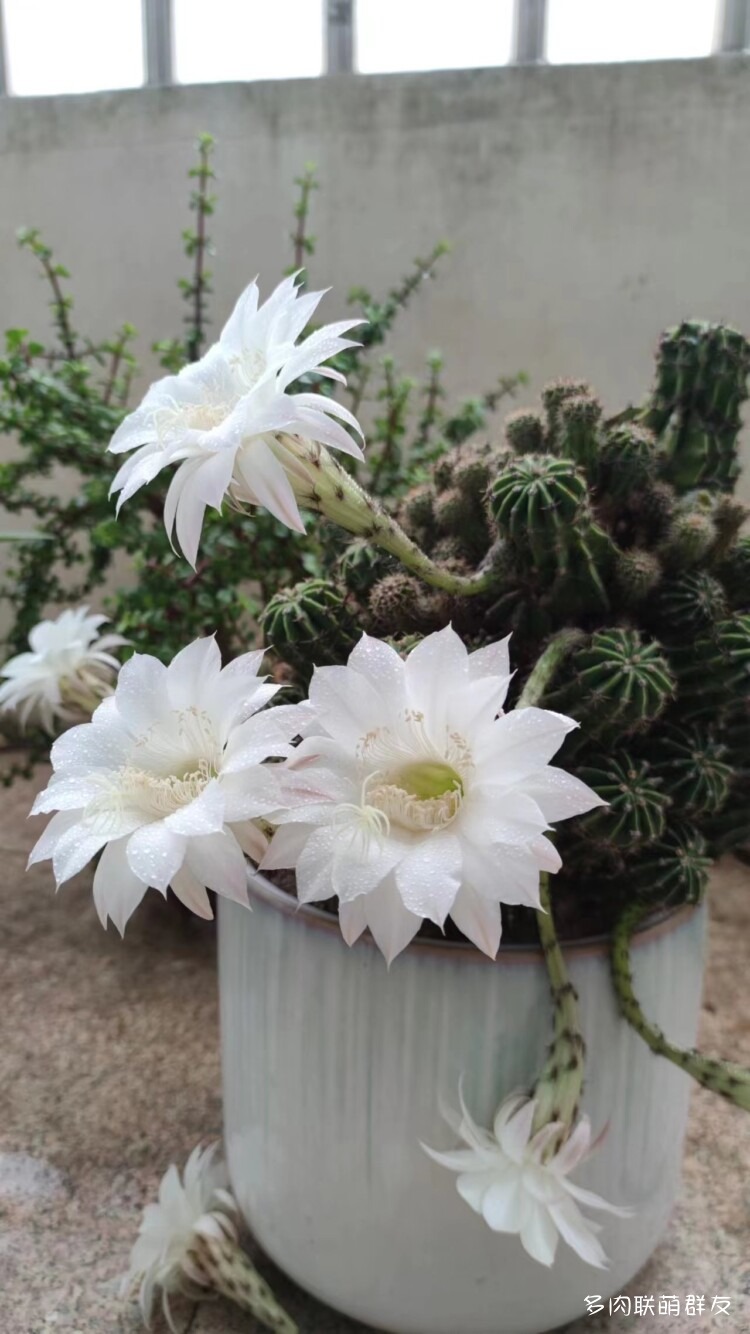 看仙人球开花