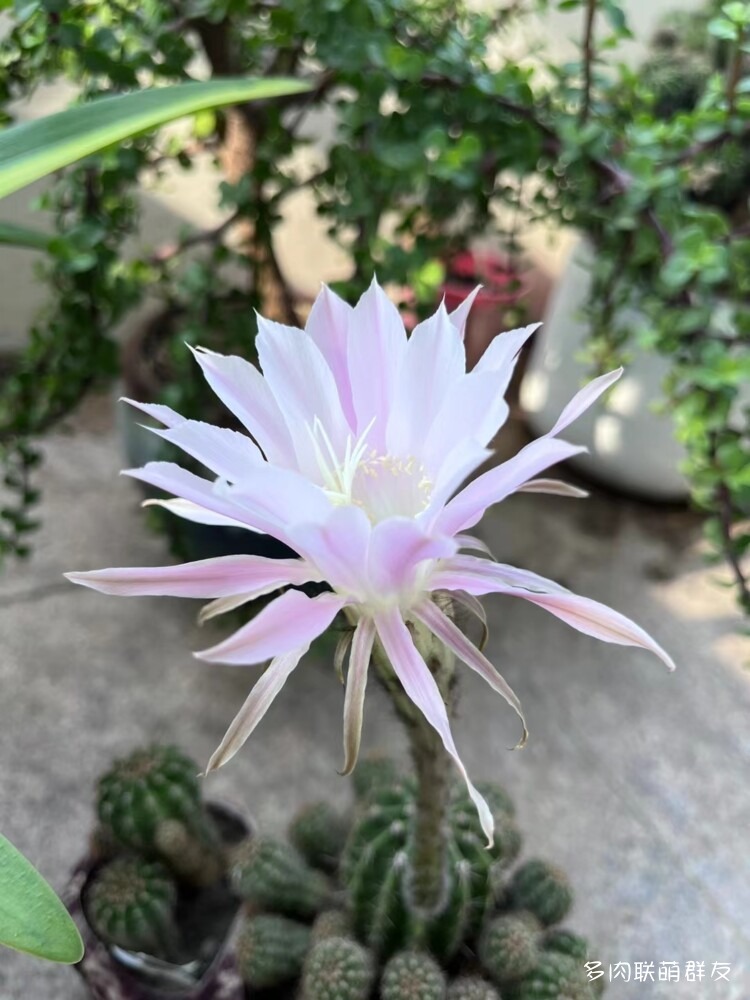 看仙人球开花