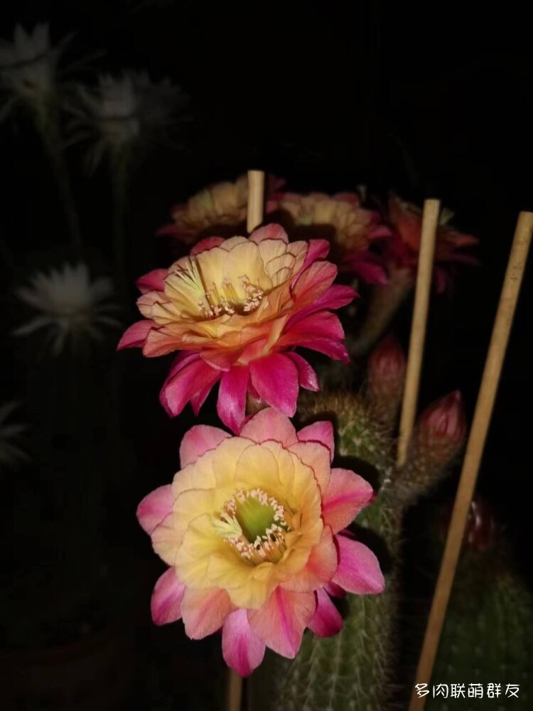 看仙人球开花