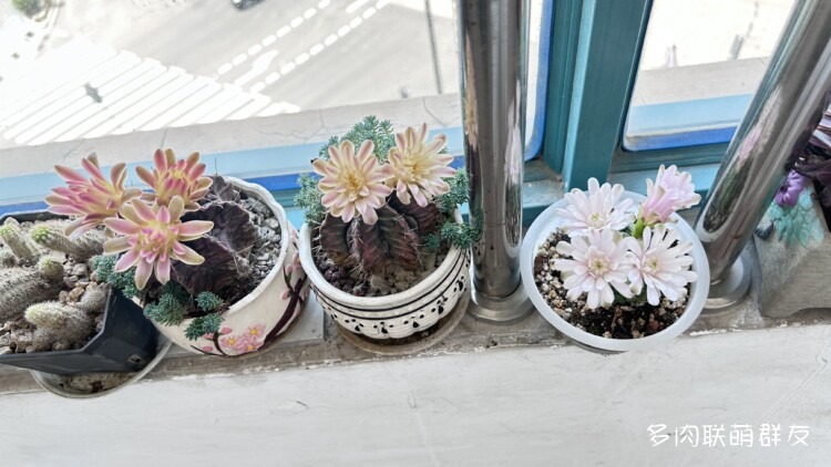 看仙人球开花