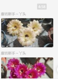 看仙人球开花