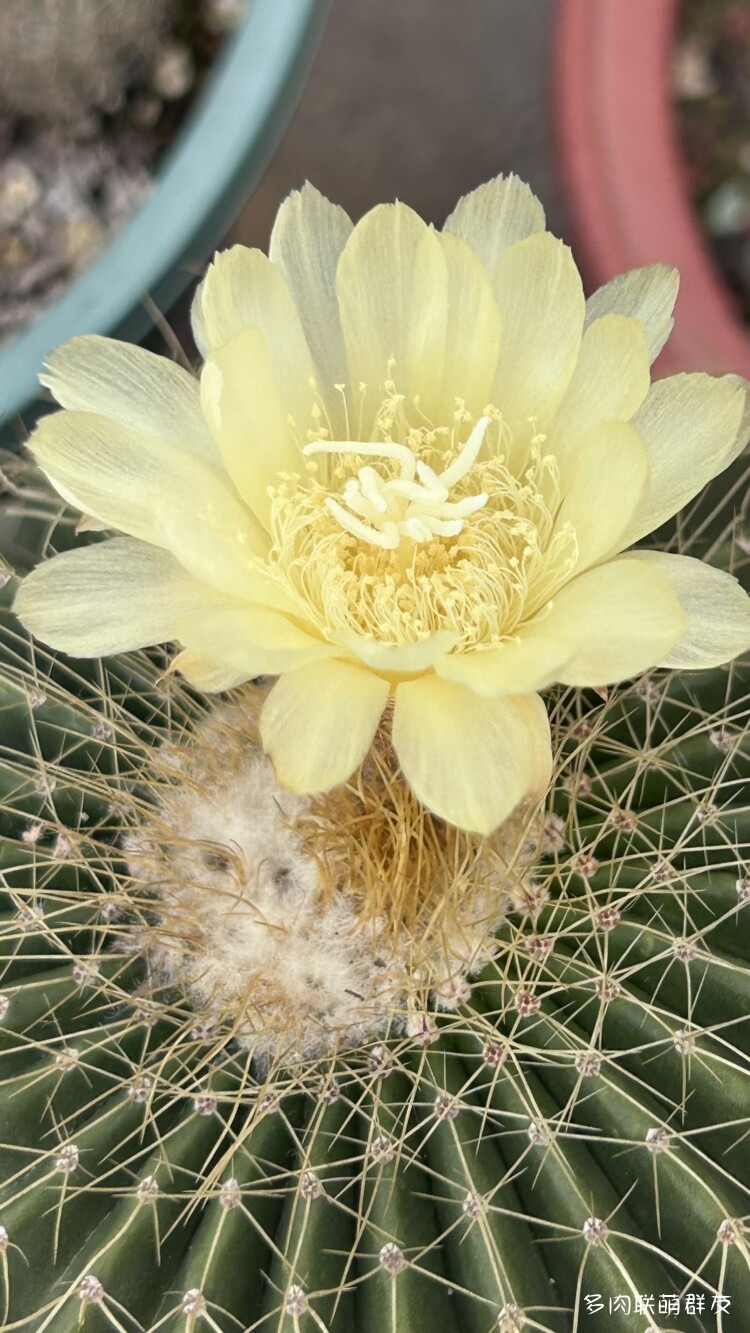 看仙人球开花