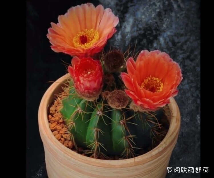 看仙人球开花