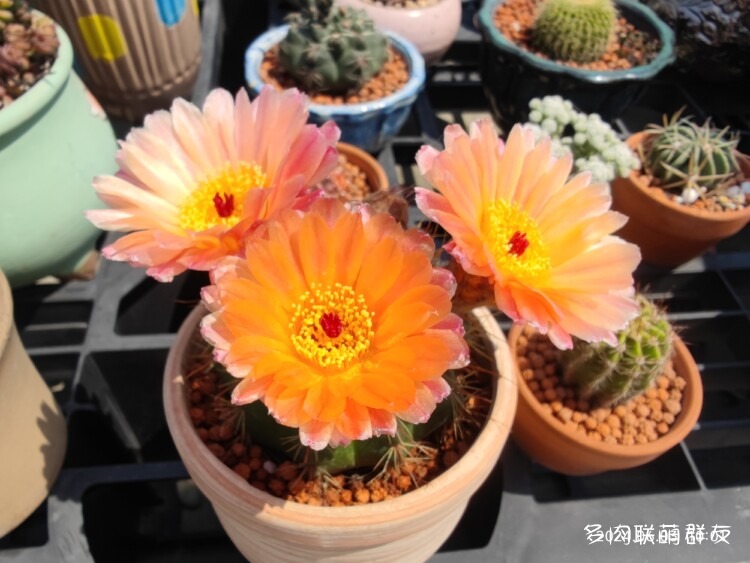 看仙人球开花
