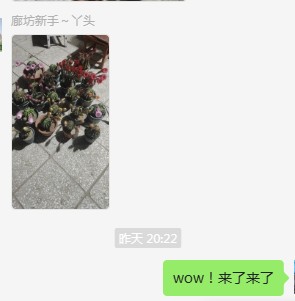 看仙人球开花
