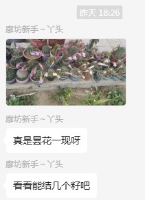 看仙人球开花